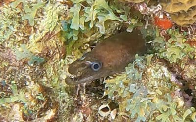 We Saw A Viper Moray!