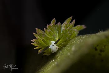 Bali: Tulamben Nudibranchs